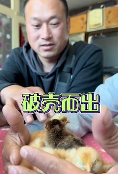 张同学抖音最新作品:破壳而出,带你看看如何把鸡蛋变成小鸡!