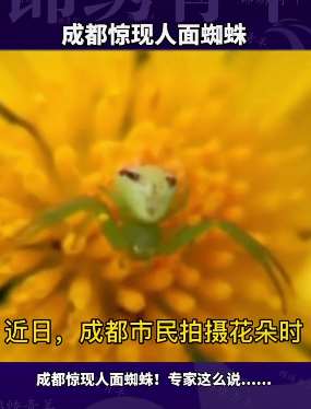成都惊现人面蜘蛛 专家称它三突尹氏蛛