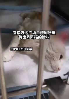 四川2女生商场厕所里虐猫太残忍 猫咪奄奄一息