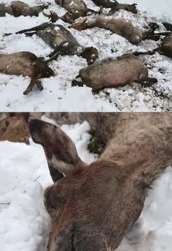 刚修剪完羊毛就降雪降温 新疆一牧区近500头牲畜被冻死