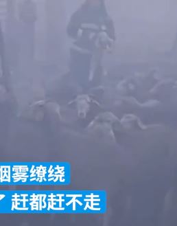 陕西渭南一村民家羊圈意外失火 消防员赶来成功将羊群转移