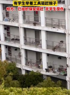 苏州一高校被成群野猴入侵 校方已组织保安驱赶
