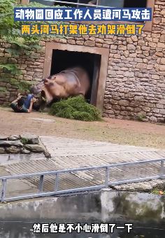 长沙一动物园工作人员遭河马攻击？园方：劝架时滑倒了人没事