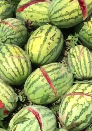 2000个西瓜被砍烂，到底是谁这么缺德呢！