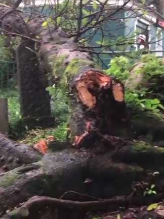 温州一景点百年老榕树被雷劈倒