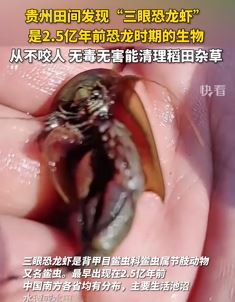 2.5亿年前生物“三眼恐龙虾”在贵州田间被发现