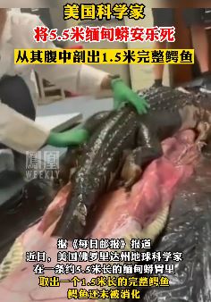 5.5米缅甸蟒腹中取出完整鳄鱼