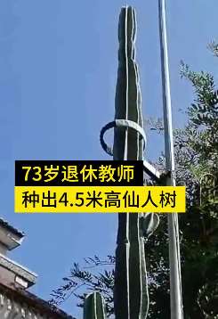 浙江一退休老师种出棵4.5米高仙人树，一年开2次花