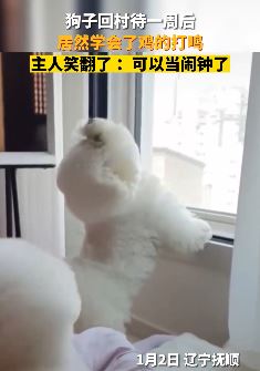 搞笑萌宠：狗子回村待一周学会鸡打鸣