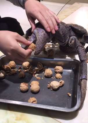 养螃蟹的妙用:让它帮你夹核桃!