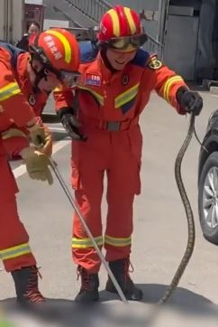 1.5米长蛇钻汽车轮子 消防员赶到一招制服