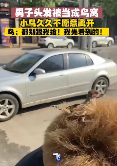 小鸟把男子头发当成窝不原离开