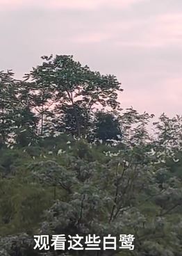 重庆一老人将自家楼顶建成观鸟台免费开放