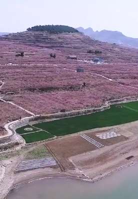 山东枣庄万亩桃花争奇斗艳如世外桃源