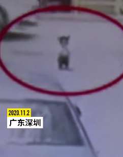 深圳一2岁女童巷道路口玩耍被碾压身亡