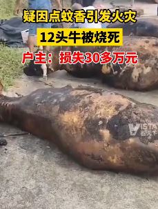 湖南一村民家中12头牛被烧死 疑因蚊香引发火灾