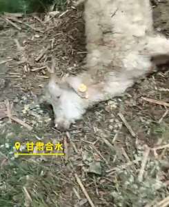 甘肃多个养殖户的羊接种疫苗后死亡 怀疑疫苗过敏引起