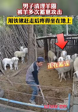 辽宁一男子清理羊圈被羊多次蓄意攻击，隔着屏幕感觉都疼！
