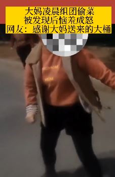 大妈凌晨组团偷菜 被抓后反打人