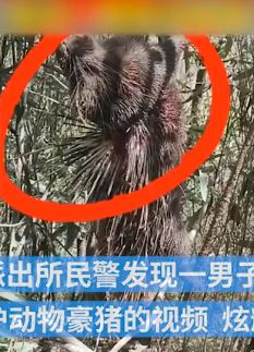 湖北恩施一男子非法狩猎捕杀豪猪被抓