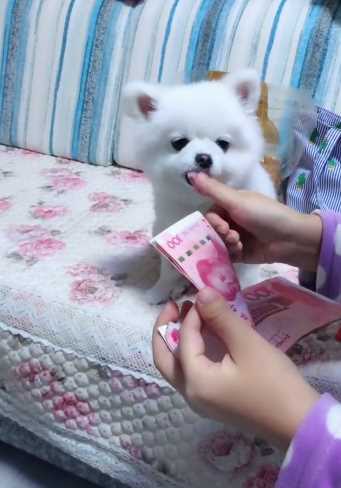 这可爱的小狗真会配合,心想是不是数完钱分我一半呢!
