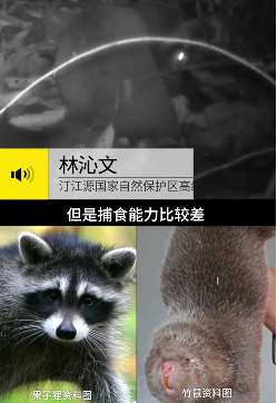 果子狸捕食竹鼠视频 大战20分钟仍未搞定