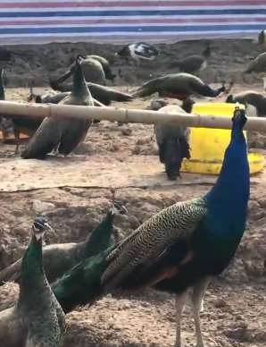 养殖户300只孔雀无法销售 每月还要支出15000元