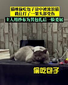 猫咪偷吃包子被流浪猫揍