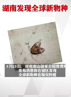 湖南邵阳发现全球新物种"直颚突蛉蛾"