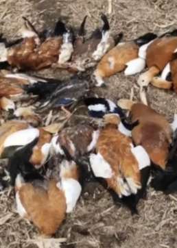 辽阳太子河现大量野生动物尸体，疑被人毒杀！