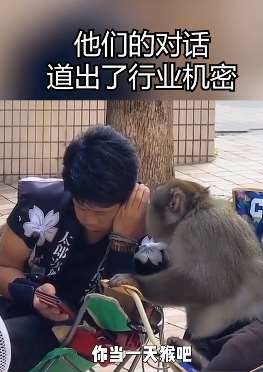 笑喷了！男子与猴子的搞笑对话!