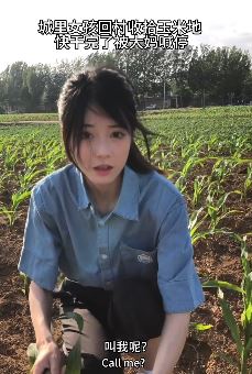 网红小姐姐「小猫多鱼」分享回农村在玉米地干活vlog 配文：干了两天白干了