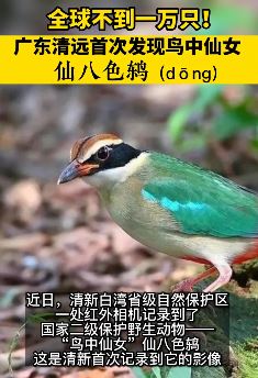 广东清远首次发现鸟中仙女仙八色鸫