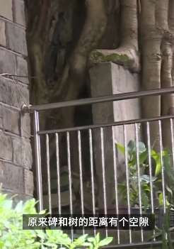 重庆永川百年黄葛树缠绕老旧功德碑  记录历史与乡愁