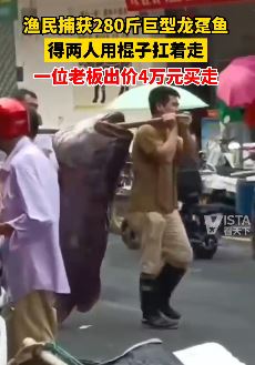 渔民捕获280斤巨型龙趸 一位老板出价4万元买走