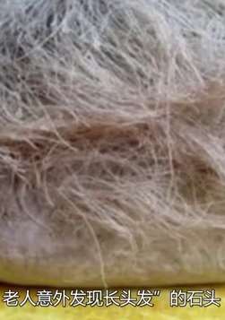 你见过长头发的石头吗？更惊奇的是头发还在不断生长！