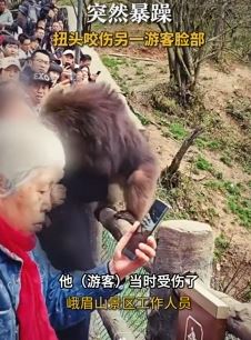 女子景区摸猴屁股导致其它游客脸部被咬伤