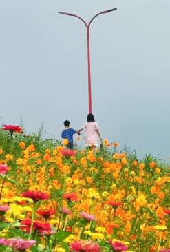 重庆潼南近300米防洪堤护坡开满鲜花分外美