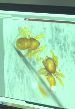 重庆缙云山发现两个蜘蛛新种 名曰缙云三窝蛛和九齿三窝蛛