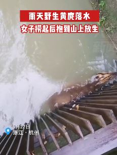 杭州一女子捞起落水野生黄麂后放生