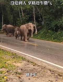 西双版纳野象群冲下公路致3辆车损毁