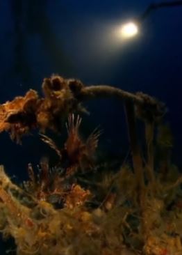 百慕大到底有多可怕？绝对好奇栏目带我们实地探险！