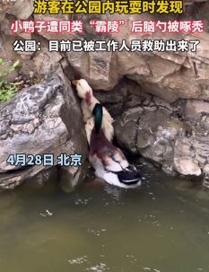 游客称公园玩耍发现小鸭子遭同类“霸陵”