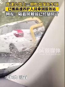 高速公路上一蟒蛇盘踞在车顶看着都瘆人