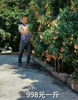 千年古荔再涨价88元/只 只剩最后几十斤
