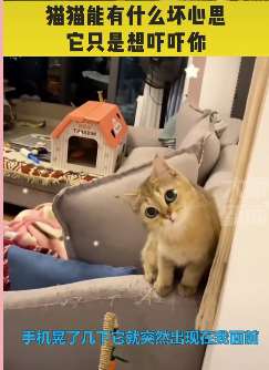 主人偷拍猫咪被歪头杀萌爆