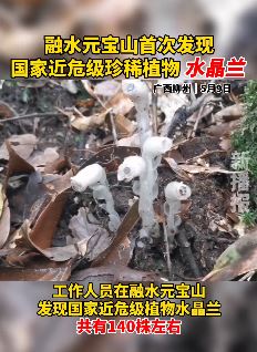 柳州融水元宝山惊现神秘"冥界之花"水晶兰