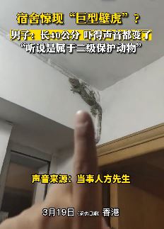 男子宿舍屋顶发现“巨型壁虎”被吓坏