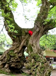 重庆铜梁有棵古树名曰黄桷门 两树合二为一常有小情侣来此祈福