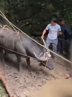 1600斤大水牛不慎掉入狭长洞底 主人报警求助